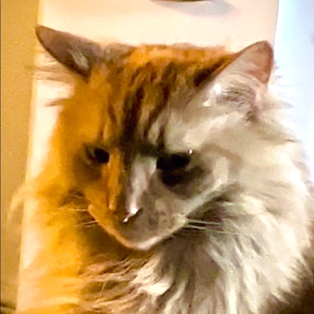 Meet your Posher, Lizzi